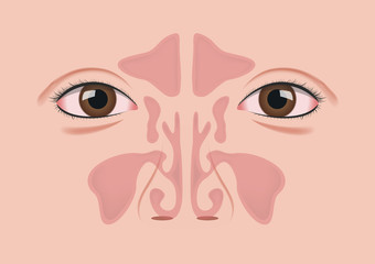 nasal sinus vector on white background
