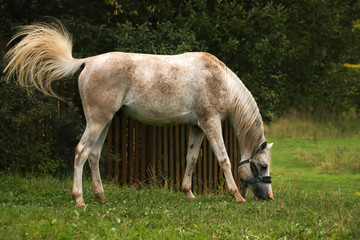 Obraz na płótnie Canvas White speckled horse on a paddock eating grass among trees