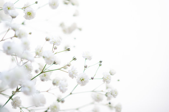 かすみ草 のストック写真 ロイヤリティフリーの画像 ベクター イラスト Adobe Stock かすみ草 のストック写真 ロイヤリティフリーの画像 ベクター イラスト Adobe Stock