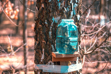 Production of birch sap in glass jar in the forest. Springtime