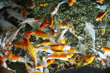 Beautiful Koi Fish (Cyprinus carpio haematopterus), also known as the nishikigoi koi in the chinese pond. View from above