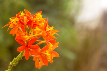 orange and yellow fake orchid in the morning sun