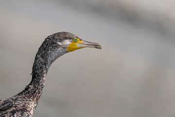 Great cormorant portrait