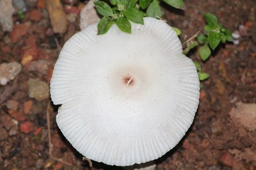 mushrooms on wooden background