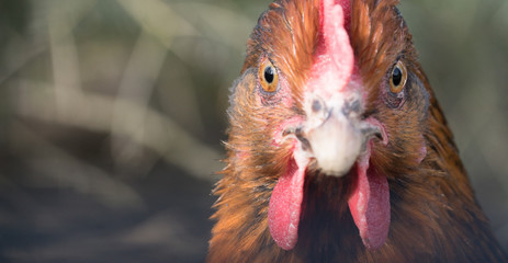 Blickkontakt mit Huhn