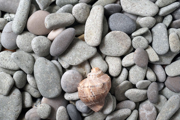 Gravel pattern of colored stones with shell. Abstract nature pebbles background.Small sea stones on the beach, vacation at sea. Top view 