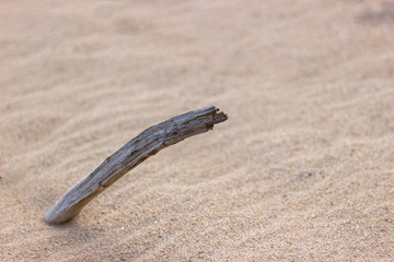 old dry driftwood in the sand