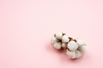 Plant of cotton lying isolated on a pink background. Copy space
