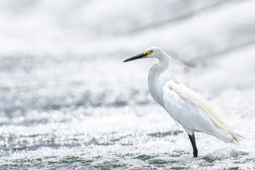 Hunting white egret portrait