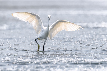 hunting and dancing on the surface of water white egret portrait