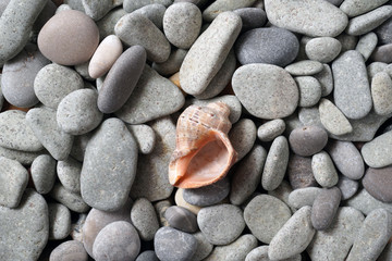 Gravel pattern of colored stones with shell. Abstract nature pebbles background.Small sea stones on the beach, vacation at sea. Top view 