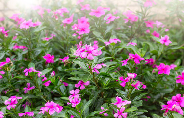 pink flowers in summer garden with sunlight