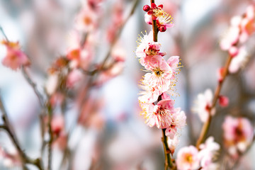 The flower in the garden