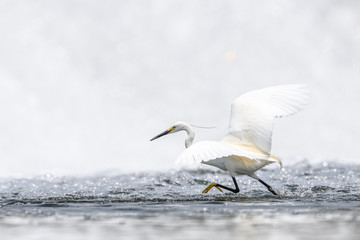 Hunting and dancing on the surface of water white egret portrait