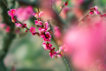 The flower in the garden