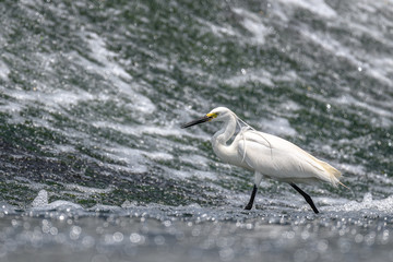 Hunting white egret portrait