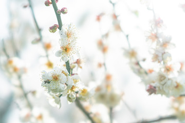 The flower in the garden