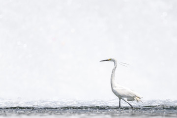 White egret portrait with a white waterfall background