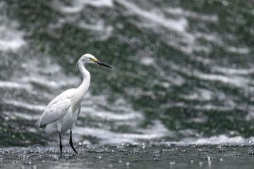 Hunting white egret portrait