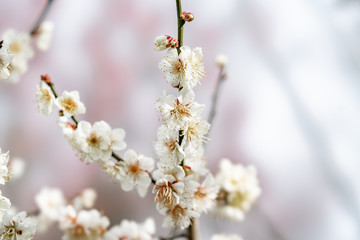 The flower in the garden