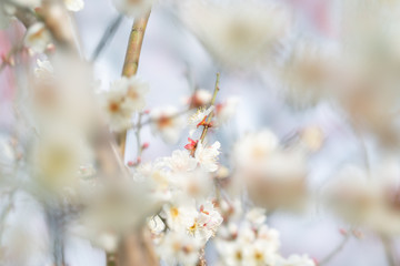 The flower in the garden