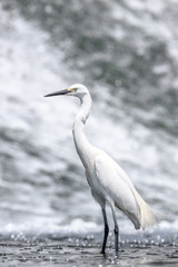 white egret portrait