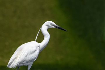white egret portrait