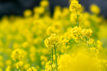 The flower in the garden