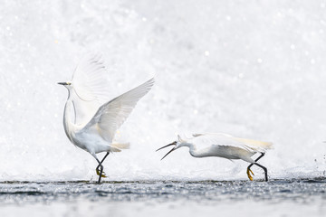 two white egret fighting together near a waterfall background