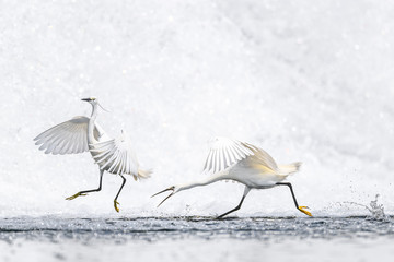 two white egret fighting together near a waterfall background