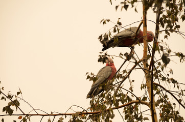 Native australian bird sitting in a tree in a smoke haze