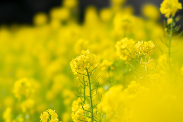 Obraz premium The flower in the garden
