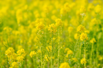 The flower in the garden