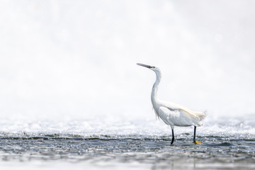 White egret portrait with a white waterfall background