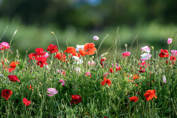 Fototapeta premium multicolor field of poppies flowers