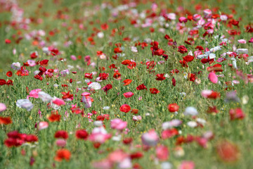 multicolor field of poppies flowers
