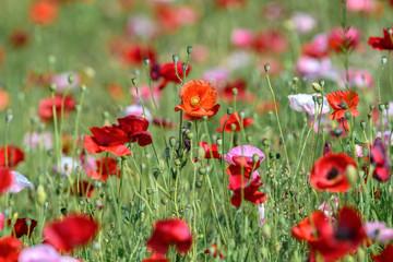 multicolor field of poppies flowers