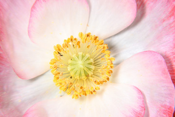 pink and white poppy close up macro