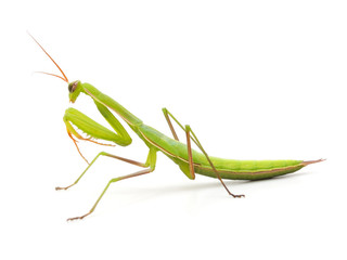 Large green mantis.