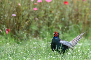 Japanese green Pheasant in a flowers field portrait