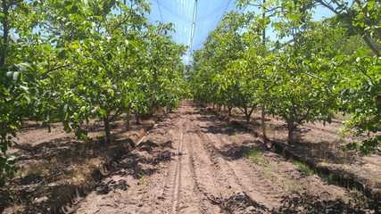 rows of young plants