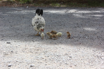 Hen and chicken