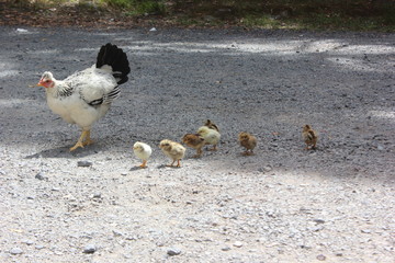 Hen and chicken
