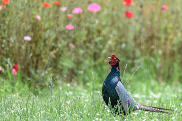 Japanese green Pheasant in a flowers field portrait