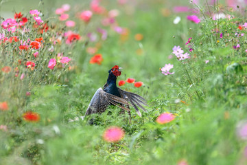 Japanese green Pheasant in a flowers field portrait