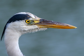 Grey heron head close up portrait