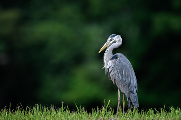 Grey heron portrait