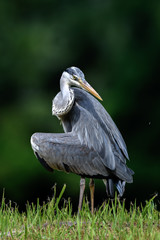 Grey heron portrait