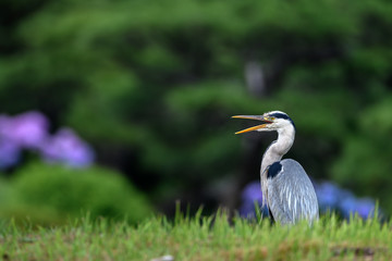 Grey heron portrait