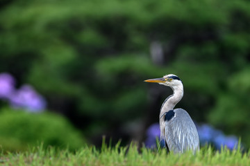 Grey heron portrait